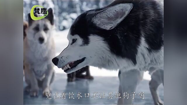 优秀的雪橇犬失去了工作,却一步步逆袭成了一代狼王1