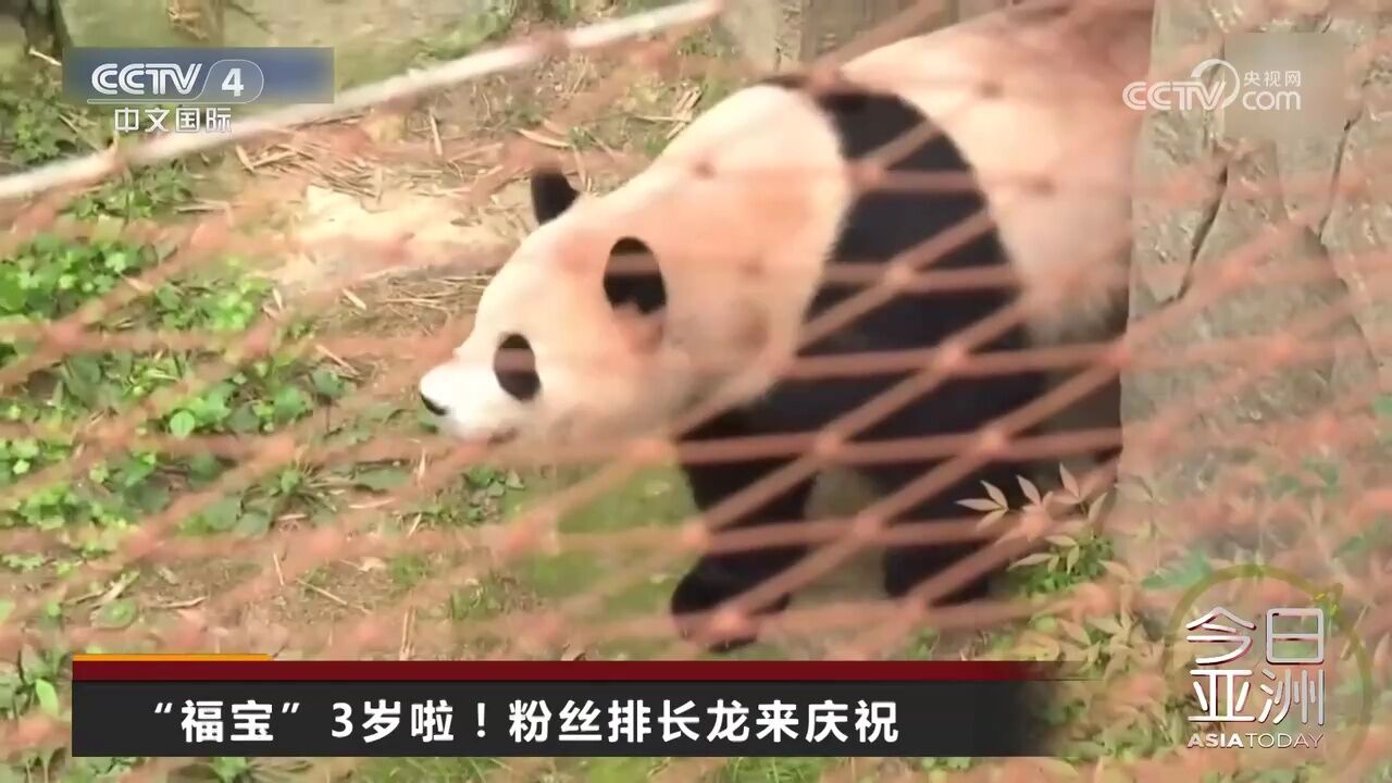 “福宝”生日宴 中国驻韩大使到场祝贺