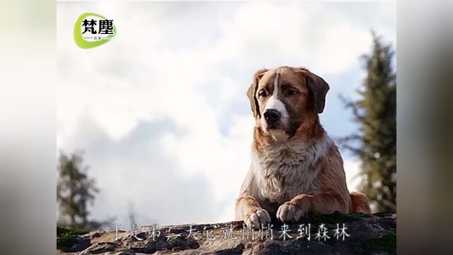 优秀的雪橇犬失去了工作,却一步步逆袭成了一代狼王6