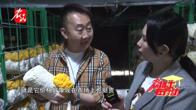 【科技助农】食用菌界的新宠——黄金耳