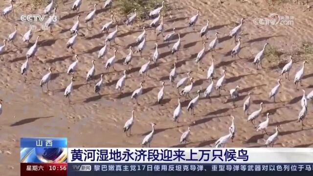 【上级媒体关注永济】山西 黄河湿地永济段迎来上万只候鸟