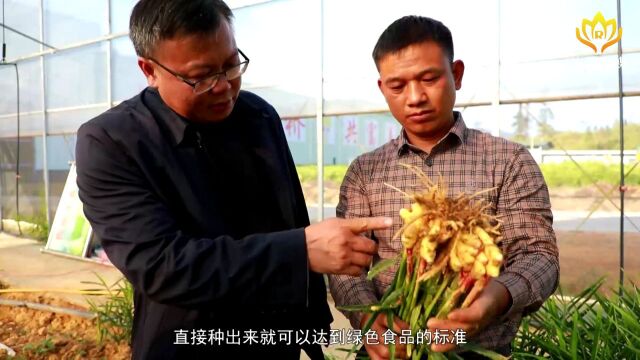[南方生姜网-图片加载]