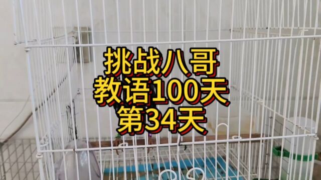 八哥连续面授教语第34天,家里没有网了以后更新就没这么频繁了#八哥鸟 #会说话的鸟 #八哥学语