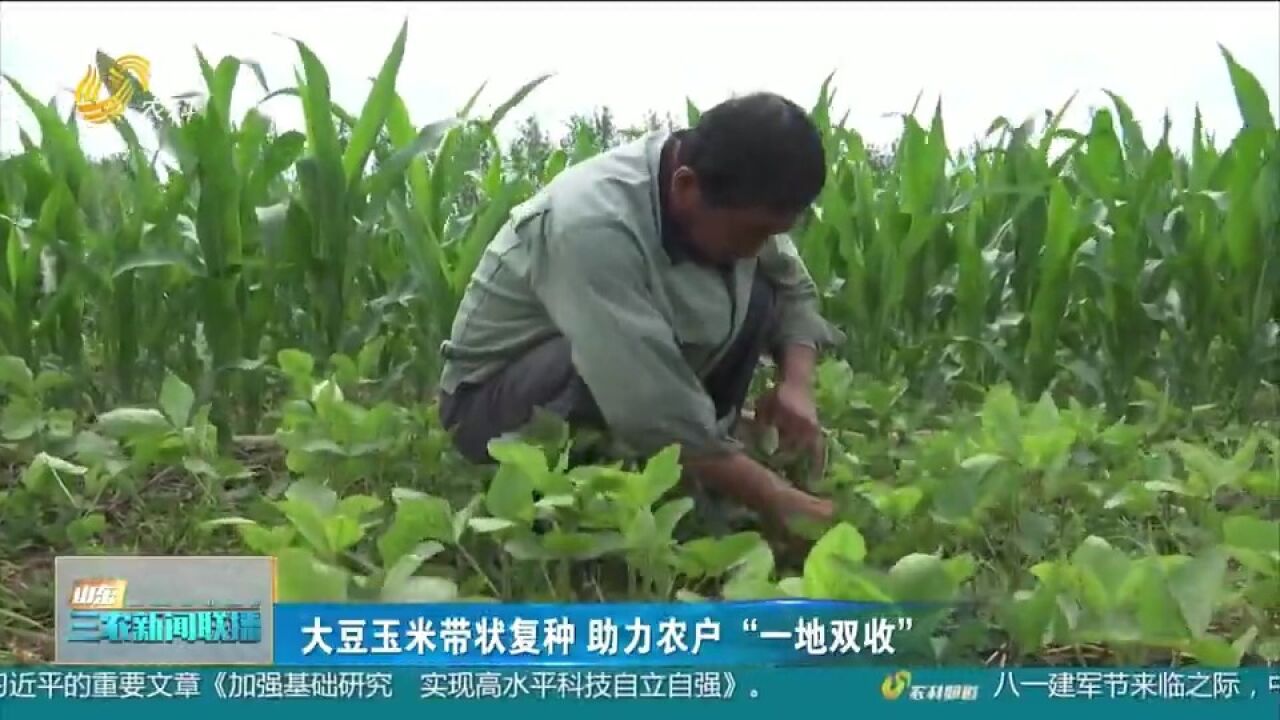 推动大豆玉米带状复合种植,助力农户“一地双收”,保障粮食安全