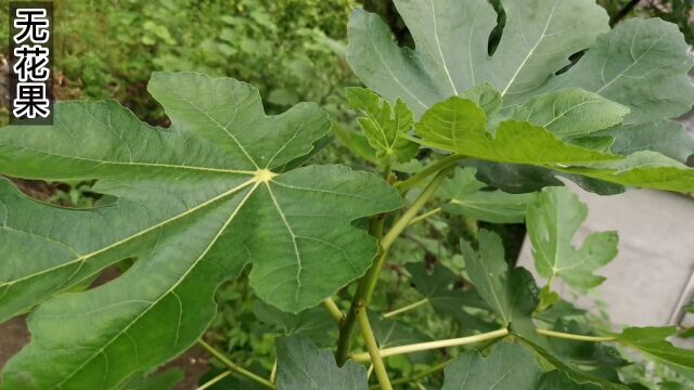 无花果真的不开花么?据说每个无花果里面都有一只蜜蜂是真的么?这个视频告诉您#无花果 #大自然的馈赠 #农村生活 #一日一植物