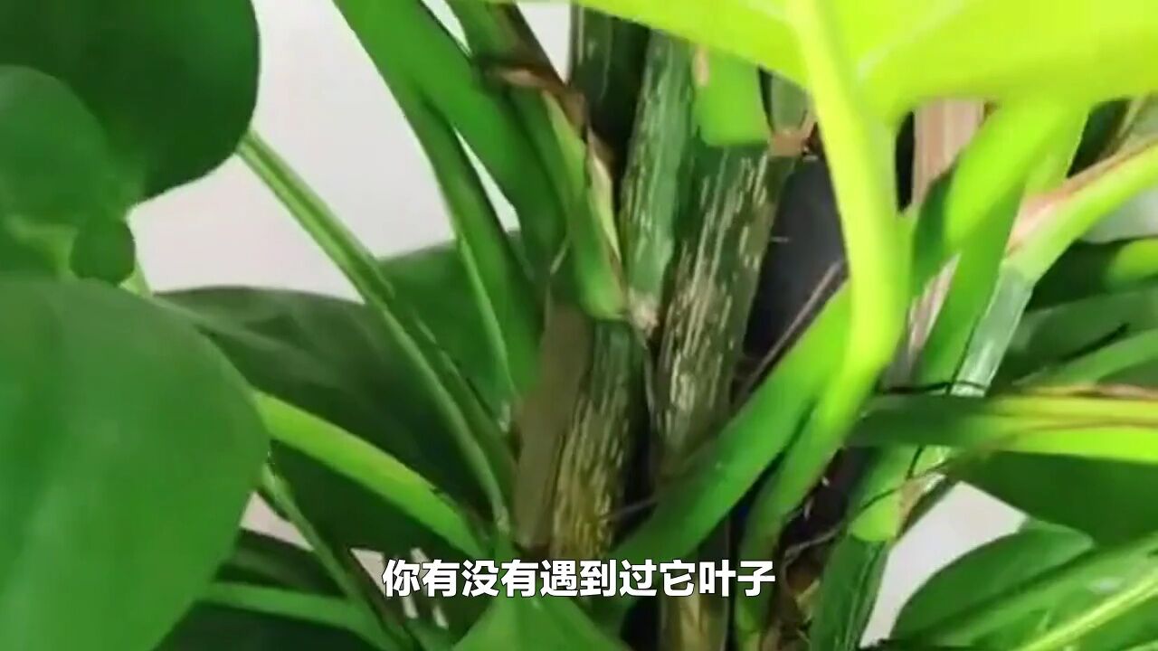 大叶绿萝,你养对了吗?揭秘它的养殖方法和注意事项