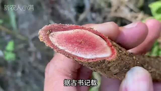 终于找到千斤拔本尊植物,它的根“千斤难拔”,你知道它的用途吗