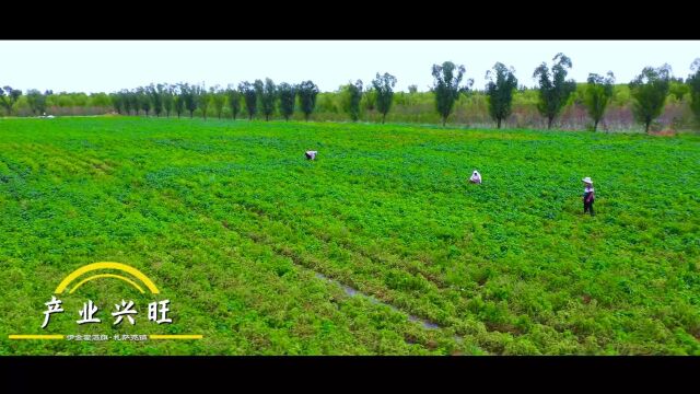 全国首个生态日|毛乌素沙地的绿色“接力”