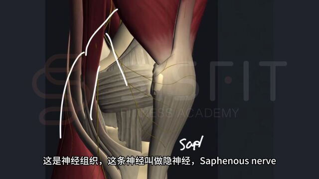 导致膝关节疼痛的三个神经肌肉原因