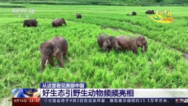 珍贵、濒危野生动物走进公众视野 人与自然和谐共生美好景象频频上演