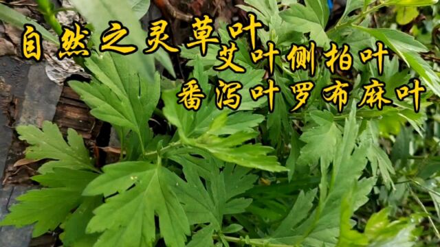 自然之灵草叶艾叶侧柏叶番泻叶罗布麻叶