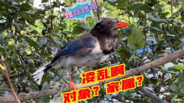 蓝鹊傻眼了,一大群同类,相亲还是打劫?