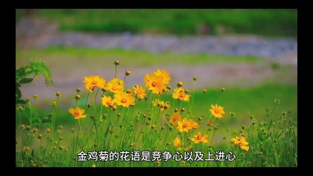 金鸡菊花语