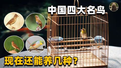 中国传统的四大名鸟，还有哪种可以养？有人养难道不是保护它们？