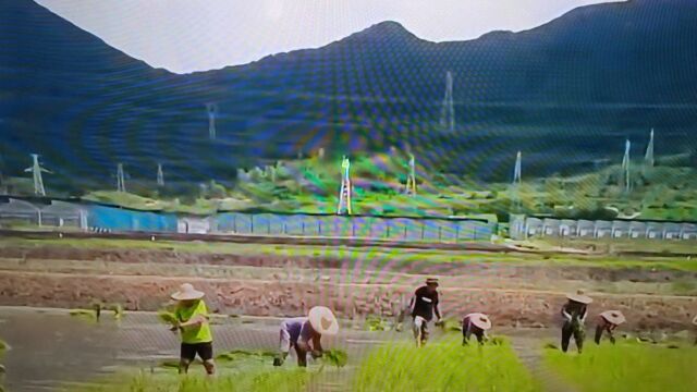 【海水稻试验:花落深圳科技成果;造福千万代高产抗盐土壤修复】