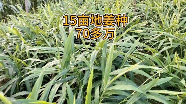 15亩地姜种能卖多少钱?一亩产量按一万二计算就是72万