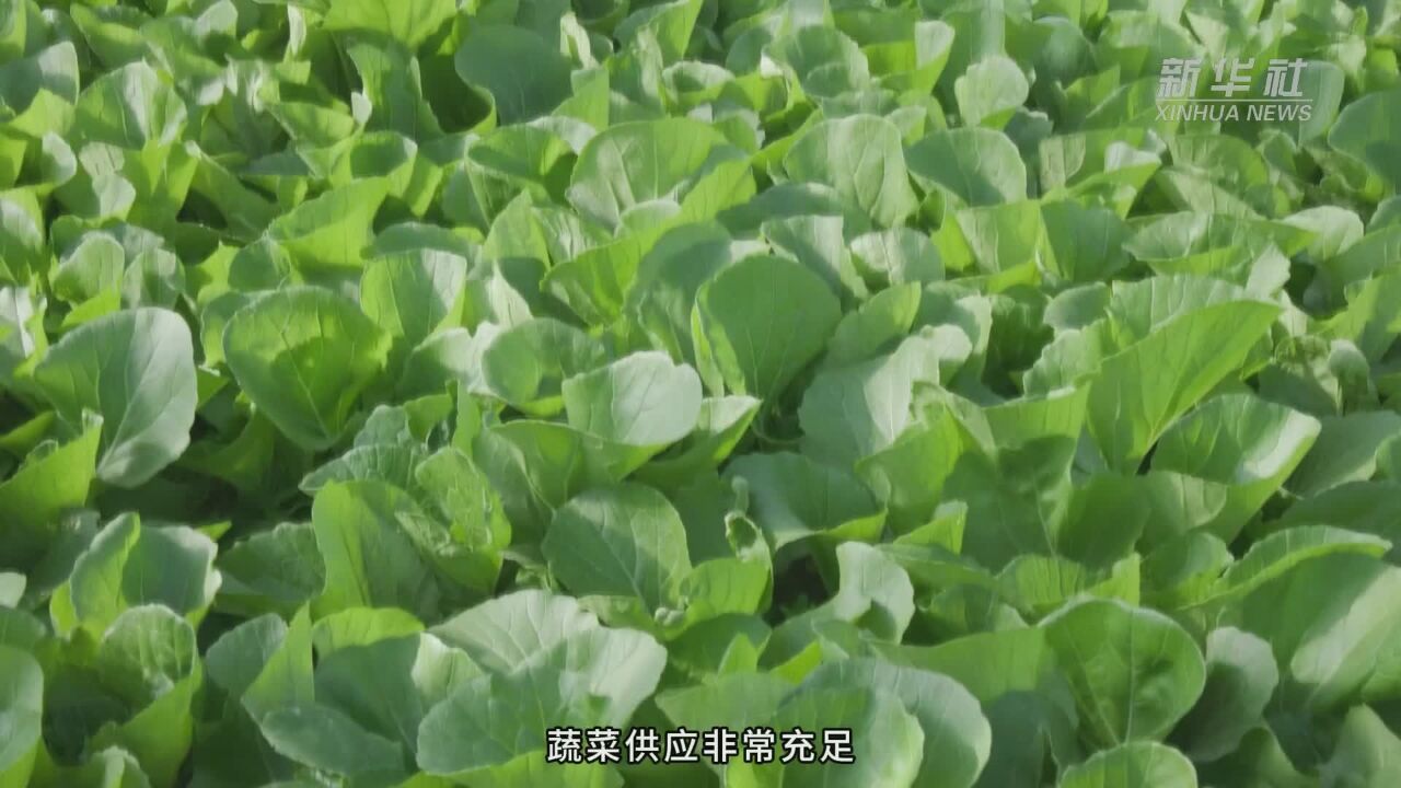 河南濮阳:抓好冬季蔬菜生产 保障“菜篮子”供应