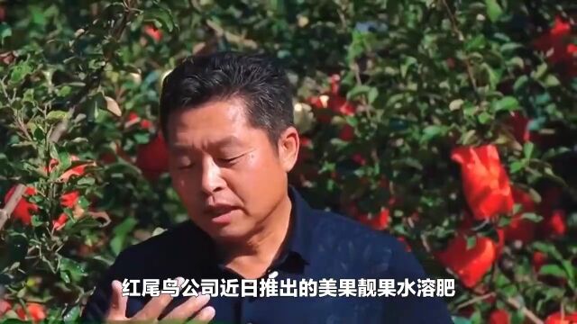 红尾鸟公司携手美果靓果产品,助力果农丰收佳品