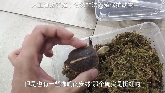 有龟友要帮忙挑一两只便宜观赏龟,找我不划算,还不如去网上买