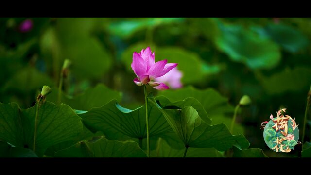 青荷盖绿水,芙蓉披红鲜. 我恰好路过,你刚好盛开.