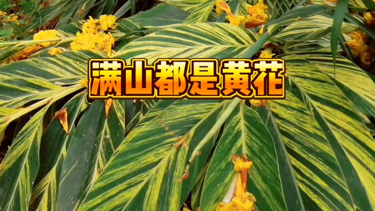 花雨湖满山都是黄花,像盖了一层金灿灿的新衣,漂亮极了