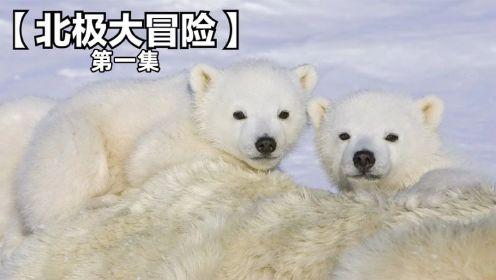男孩为了让熊宝宝与妈妈团聚，冒着危险穿越北极！第一集