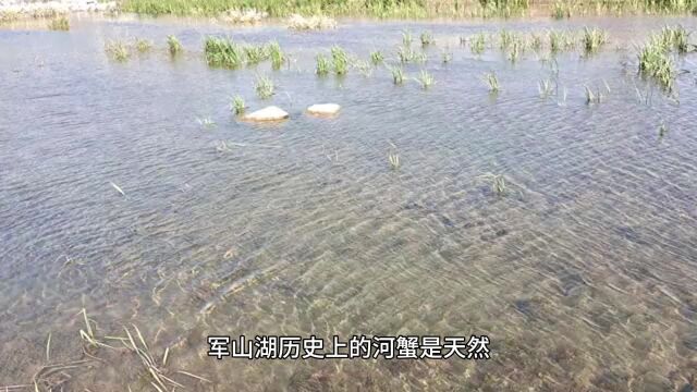 一分钟带你了解江西南昌军山湖大闸蟹