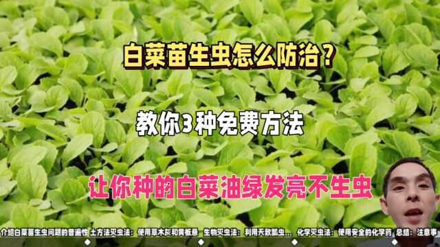 白菜苗生虫怎么防治?教你3种免费方法,让你种的白菜油绿发亮不生虫