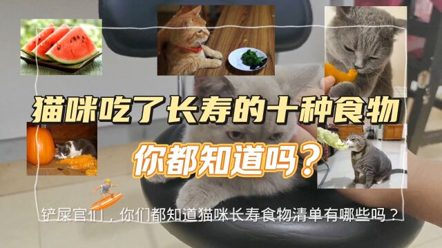 猫咪吃了能长寿的十种食物