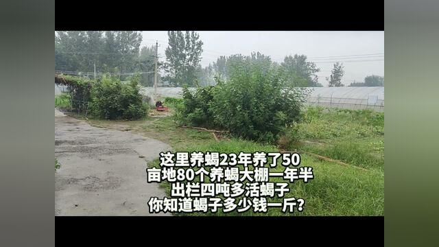 这里养蝎23年养了50亩地80个养蝎大棚一年半生产四吨多活蝎子.#生态化仿野生蝎子养殖技术 #郏县蝎子养殖基地家养品种