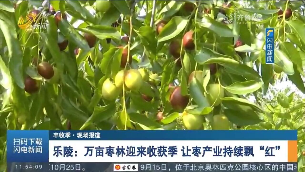 乐陵:万亩枣林迎收获季,红彤彤的小枣挂满枝头,村民游客忙采摘