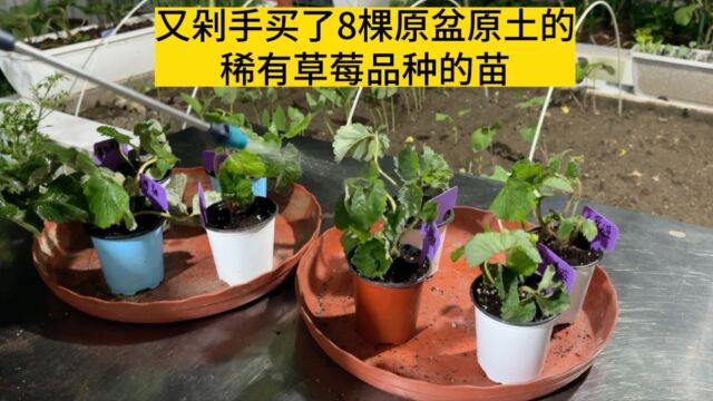 又剁手买了8棵草莓苗 都是稀有品种 买原盆原土的更好种活