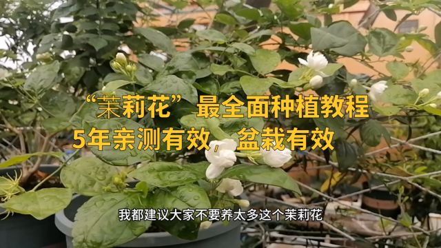 关于茉莉花的完整种植教程,窍门和技巧全包含