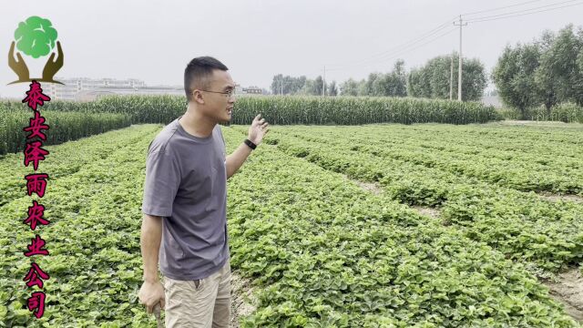 好货来袭!挑选优质法兰地草莓苗 看看山东的5毛法兰帝草莓苗