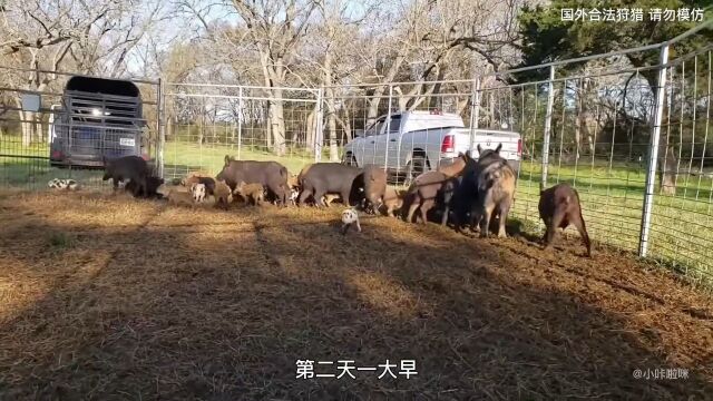 国外猎人在树林设下巨型铁笼,意外抓获野猪王,和它的整个家族爱护大自然保护野生动物真实户外