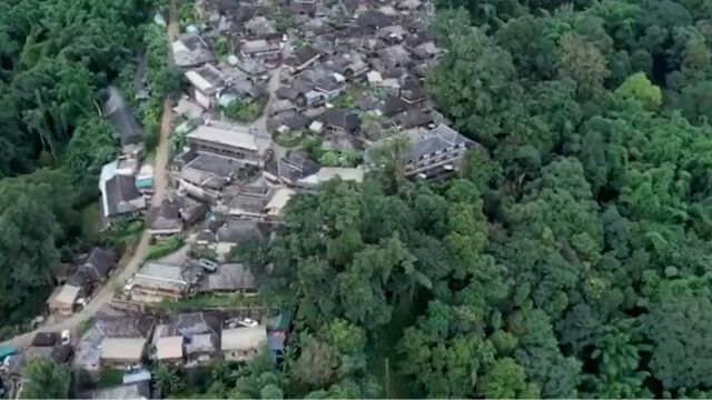 景迈山古茶林文化景观,茶在森林中,村在茶林中