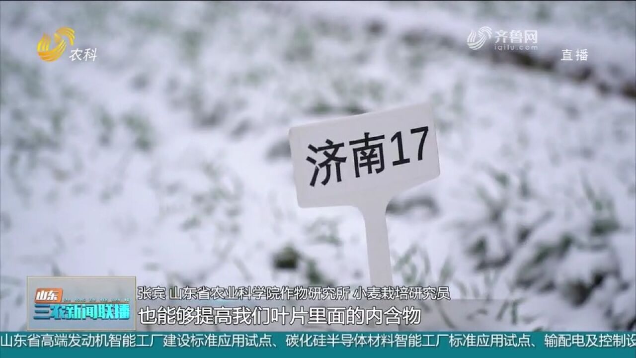 大雪来袭,省农科院专家赶赴田间地头,现场支招小麦安全越冬