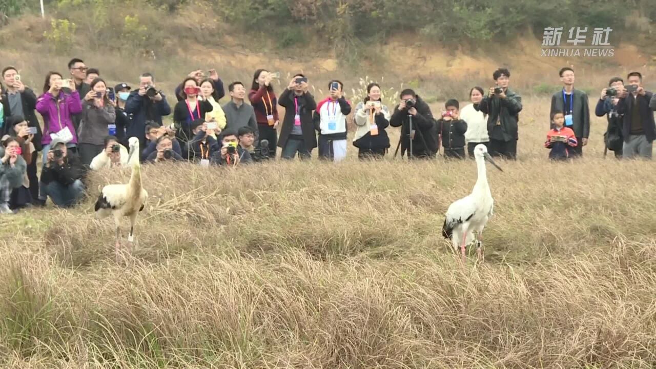 江西永修:60只被救护候鸟放归自然