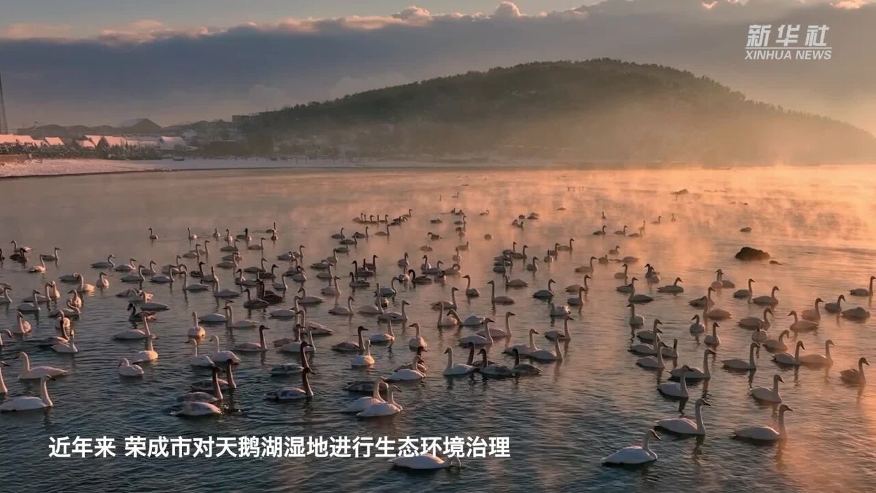 山东荣成:氤氲湿地 冬景如画