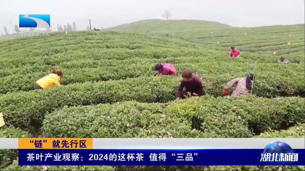 “链”就先行区 茶叶产业观察:2024的这杯茶 值得“三品”