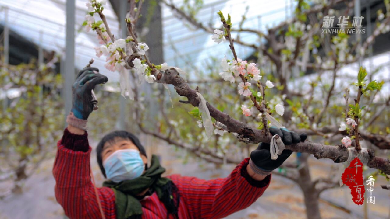 千城百县看中国︱河北鸡泽:樱桃花开授粉忙