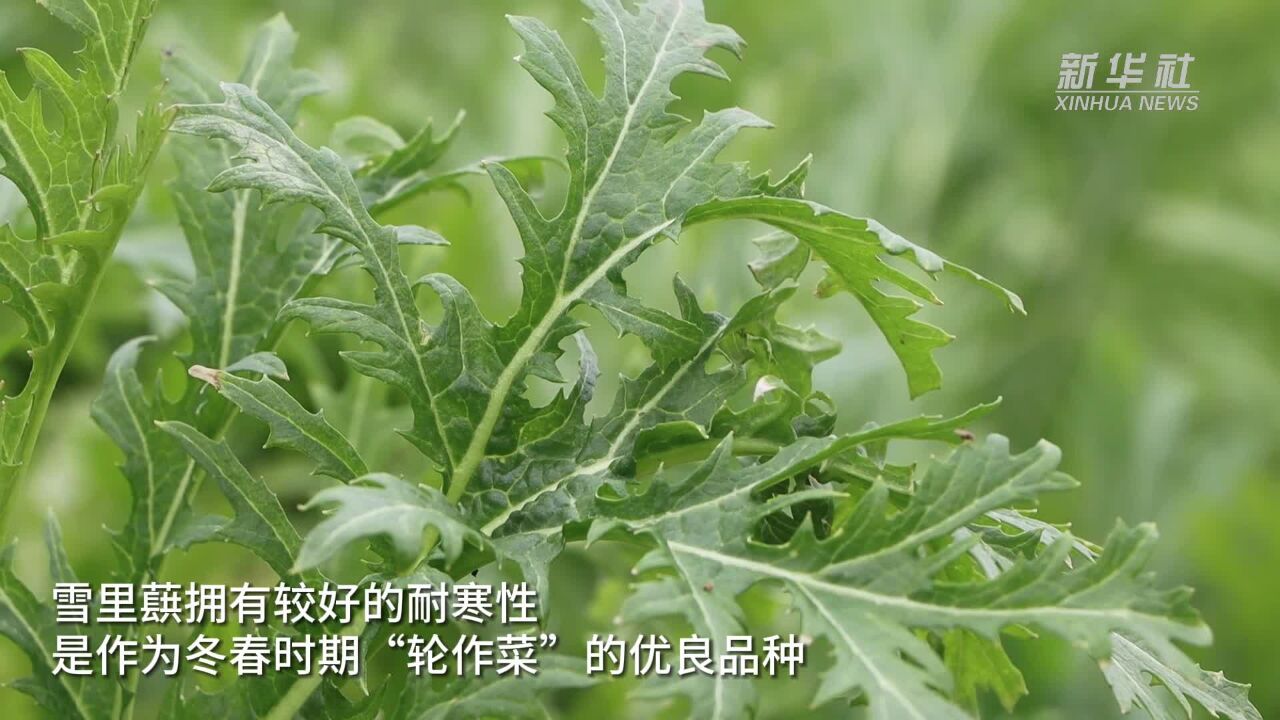 湖南南县:雪里蕻丰收喜迎春耕“开门红”