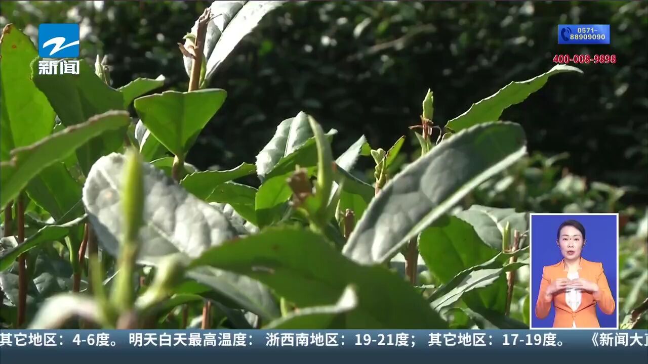 迟了点 但茶更香!西湖龙井开采