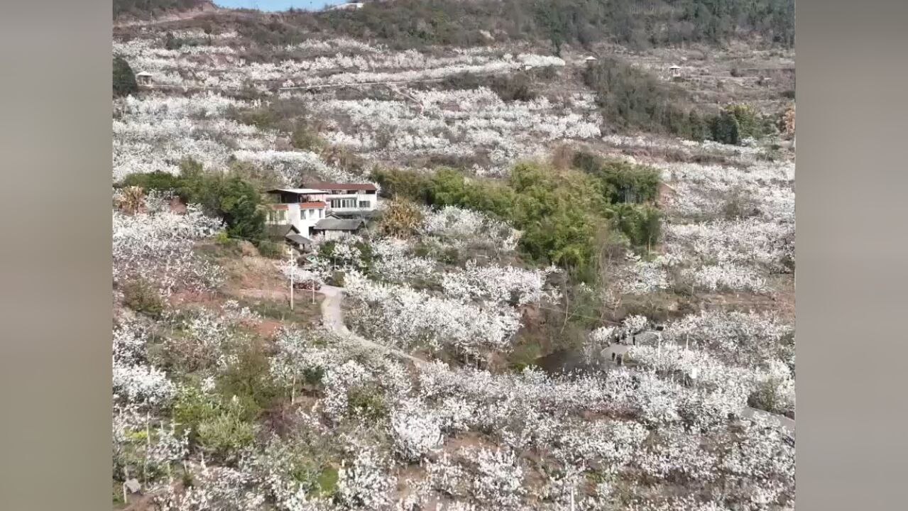 四川仁寿:赏梨花做梨膏 做强农旅链条