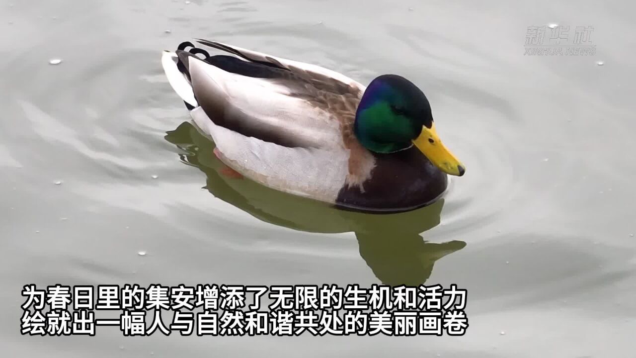 吉林集安:春江水暖鸭先知