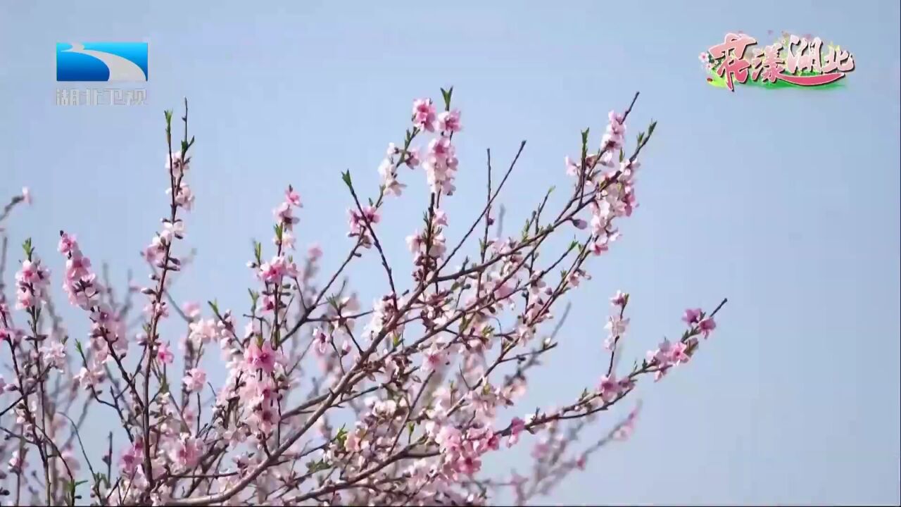 “花漾湖北”丨美丽乡村 田园画卷