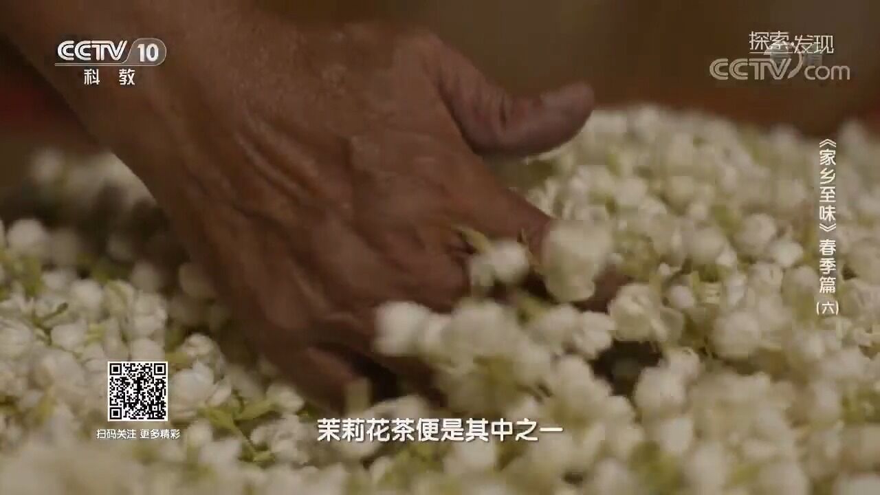 茉莉花茶:千年岁月淘洗,历史选择的经典之作,品味时光之韵