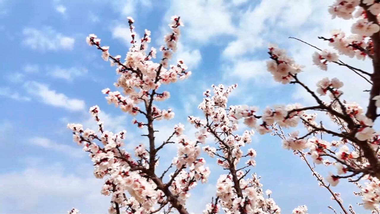 子长:芬芳春季赏山花