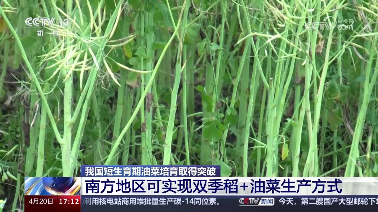 我国短生育期油菜培育取得突破 南方地区可实现双季稻+油菜生产方式