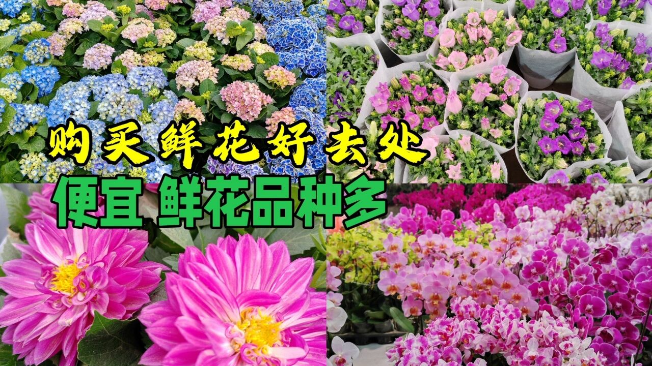 北京买鲜花绿植好去处 价格便宜 品种全 10元2盆